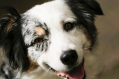 Bierkoenig-12-50c623dd05e7189c738f5ccfe1458c86